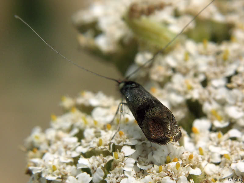 Nemophora fasciella (Fabricius, 1775)